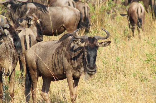 Wallpaper Mural Wildebeest Torontodigital.ca