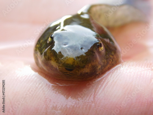 tadpole Pelobates fuscus is a species of toad in the family Pelobatidae, native to an area extending from Central Europe to Western Asia common spadefoot, garlic toad, the common spadefoot
 photo