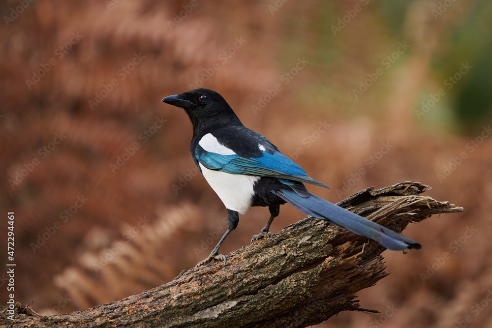 Eurasian magpie or common magpie (Pica pica)