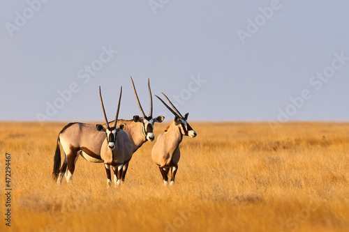 Three beautiful oryxes in Namibia. photo