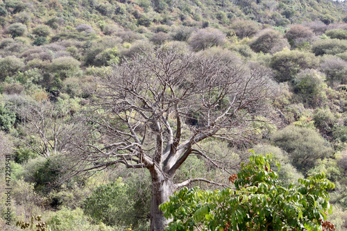Wallpaper Mural Tree Torontodigital.ca