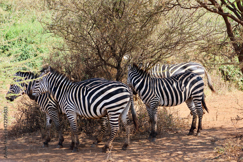 Wallpaper Mural Zebra  Torontodigital.ca