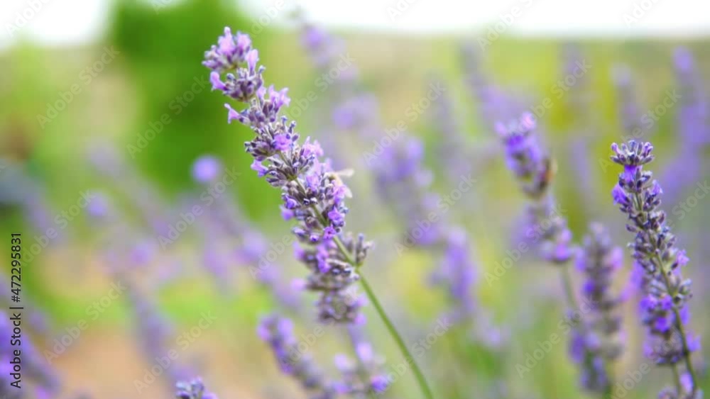 honey bees taking nectar from lavender flower honey bees taking nectar from lavender flower