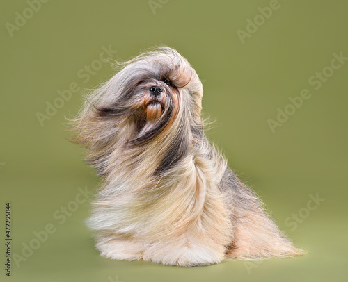 Canvas Print Fully coated  beautiful Lhasa Apso dog