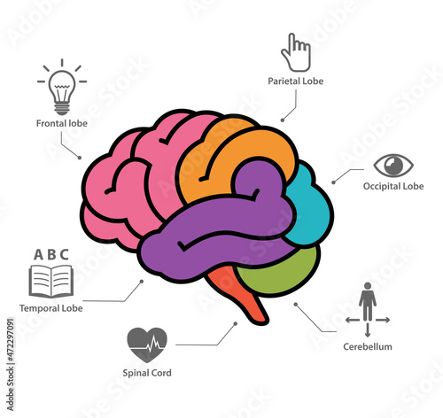 Human brain anatomy section infographic vector illustration