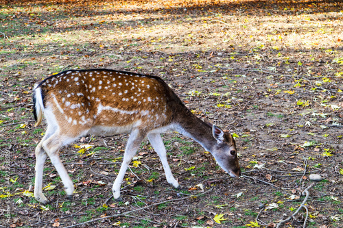 a deer walking in an outdoor park
