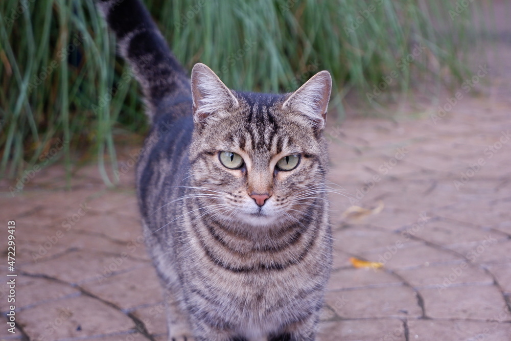 The cat The cat