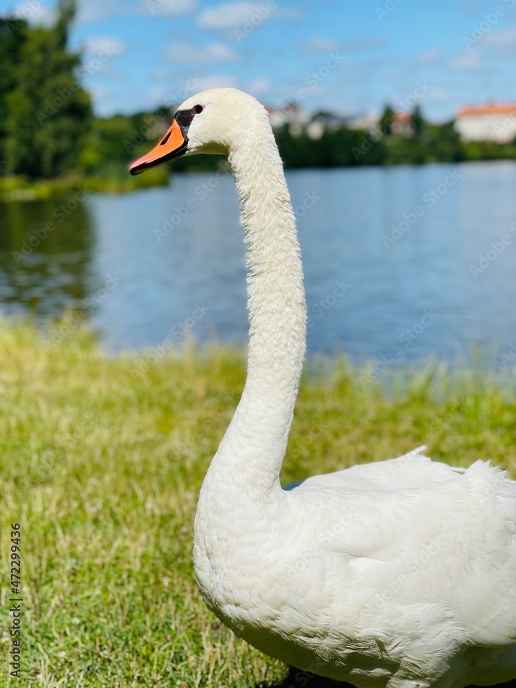 white swan on the lake white swan on the lake