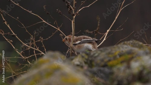 Snow Bunting (Plectrophenax nivalis) foraging in a plant photo