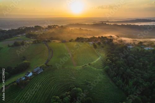 Sunrise over Jurançon vineyards in Bearn/France photo