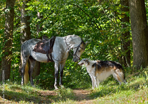 Beautiful russian borzoi dog with gray horse