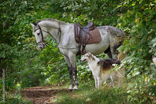 Dog and horse in forest © eAlisa