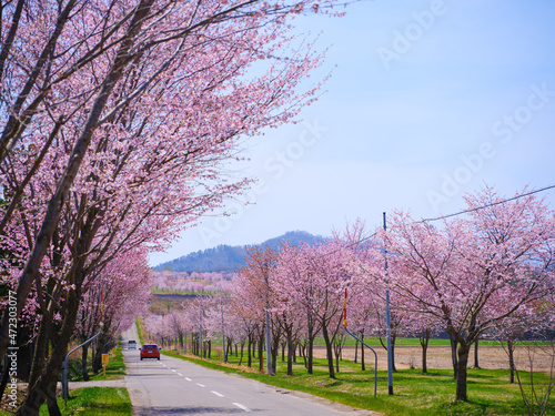 中札内の桜