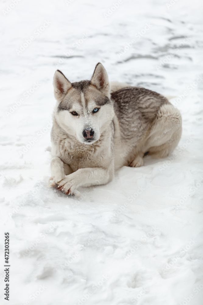 Young dog siberian husky breed playing in the snow after heavy s