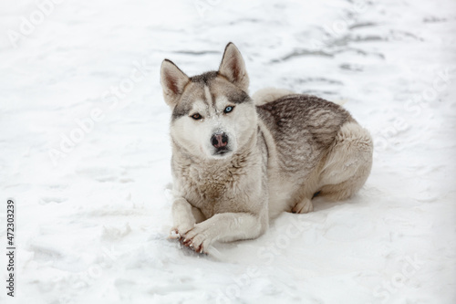 Young dog siberian husky breed playing in the snow after heavy s