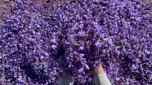 A mountain of beautiful saffron flowers in the hands of a farmer