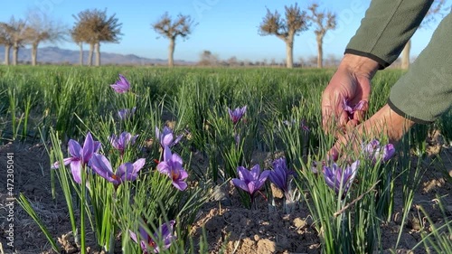 Picking saffron flowers by local man in garden
