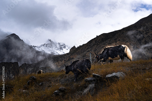 Traveling Nepal Animals Mountains Roads photo