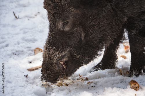 Wildschwein im Winter beim fressen