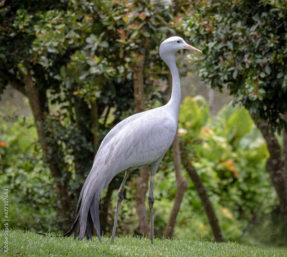Fototapeta premium Blue Crane