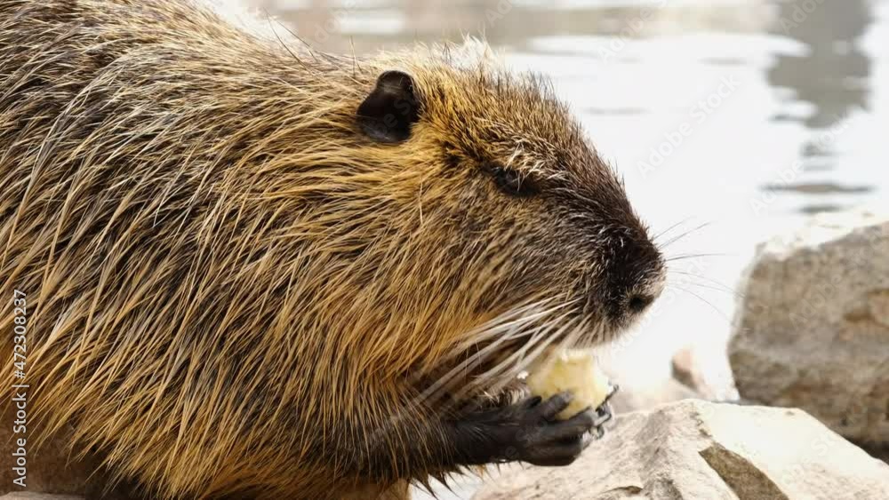 Cute nutria eating on the river bank. Cute nutria eating on the river bank.
