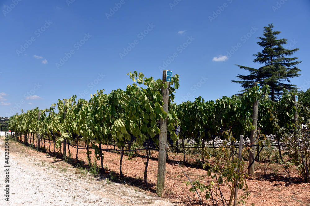 vignoble des pouilles vignoble des pouilles