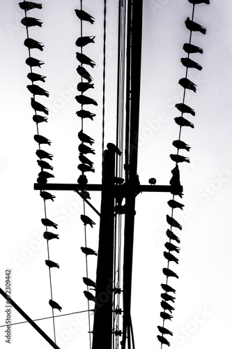 aves posadas en un cableado de una avenida photo