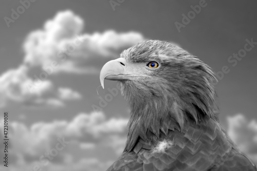 The white-tailed eagle  Haliaeetus albicilla  is a very large species of sea eagle widely distributed across temperate Eurasia Black and white photo with bright colored eye