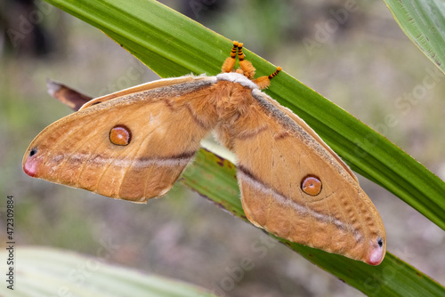 Helena Gum Moth resting on Gymea Lily Leaf photo