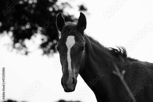 Rustic foal horse portrait during summer on ranch.