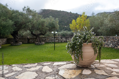 Big flower vase with rosemary in green summer Greek traditional yard with olive trees and stone walls. Summer travel locations architecture details
