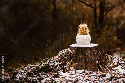 Climate change concept - Plants acclimatisation and extreme temperatures