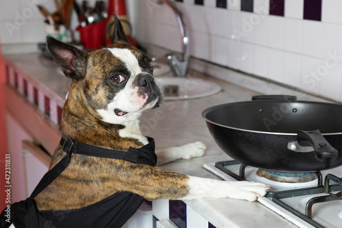 Photography Humorous photography , dogs acting like humans