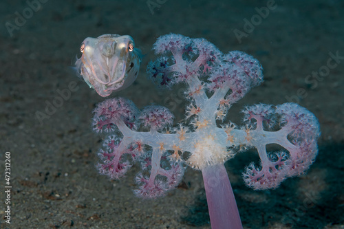 Indonesia, West Papua, Raja Ampat. Broadclub cuttlefish and soft coral.