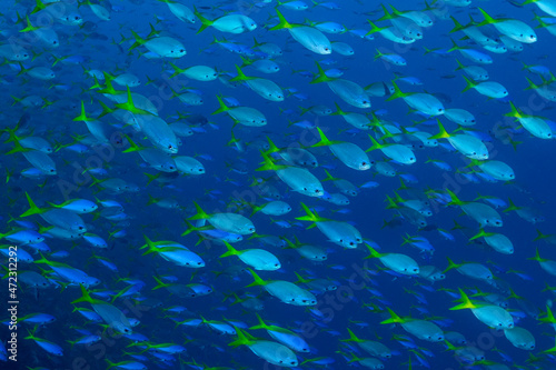 Indonesia, West Papua, Raja Ampat. Schooling yellow and blueback fusiliers. photo