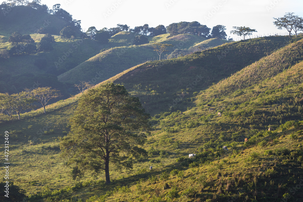 Naklejka premium Dramatic morning sunrise and foggy sunlit hills in the Caribbean with cattle in the meadow and big trees in th3 Dominican Republic.