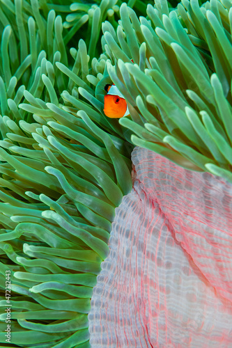 Indonesia, West Papua, Raja Ampat. Clown anemonefish among anemones.