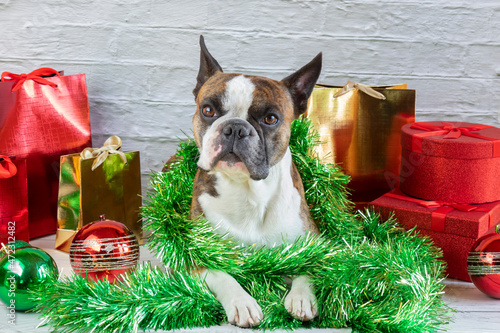 Boston Terrier surrounded by New Year's gifts, Christmas balls, tinsel, festive Christmas and New Year mood © galina