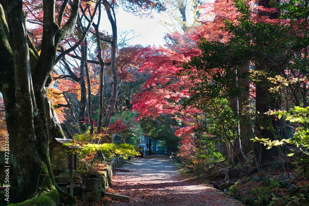 Shiga,Japan - November 19, 2021: Beautiful autumn leaves at Chojuji temple in Shiga, Japan
