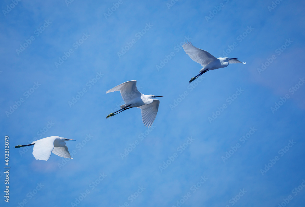 Fototapeta premium three little egrets in flight against the blue sky in Tuscany