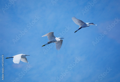 three little egrets in flight against the blue sky in Tuscany