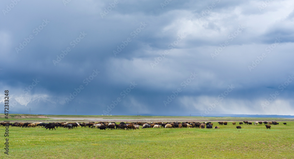Obraz premium Sheep on their summer pasture. Alaj Valley in front of the Trans-Alay mountain range in the Pamir Mountains. Central Asia, Kyrgyzstan