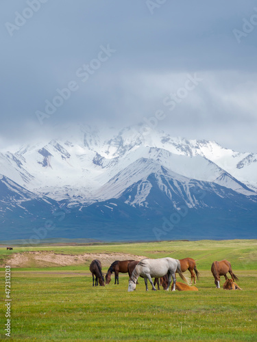 Horses on their summer pasture. Alaj Valley in front of the Trans-Alay mountain range in the Pamir Mountains. Central Asia, Kyrgyzstan