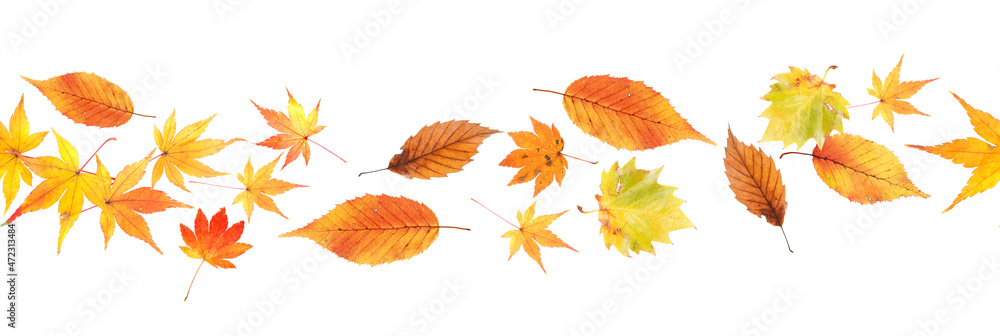 Obraz premium seamless line pattern of fall leaves on a white background