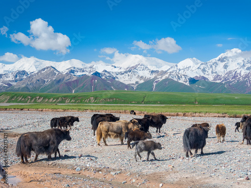 Domestic Yak on their summer pasture. Alaj Valley in front of the Trans-Alay mountain range in the Pamir Mountains. Central Asia, Kyrgyzstan © Danita Delimont