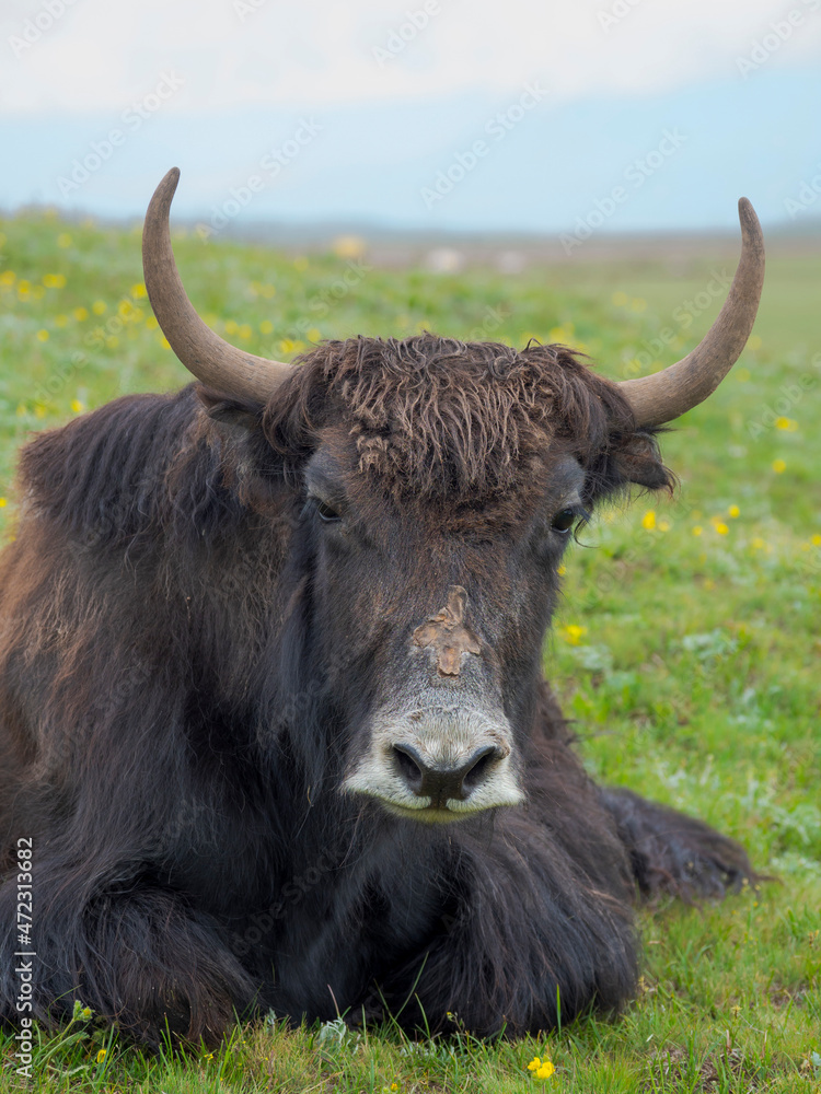 Domestic Yak on their summer pasture. Alaj Valley in the Pamir Mountains. Central Asia, Kyrgyzstan Domestic Yak on their summer pasture. Alaj Valley in the Pamir Mountains. Central Asia, Kyrgyzstan