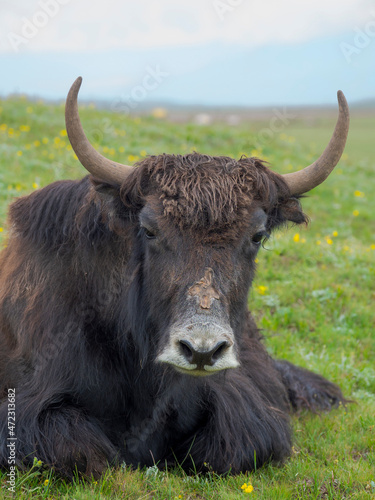 Domestic Yak on their summer pasture. Alaj Valley in the Pamir Mountains. Central Asia, Kyrgyzstan
