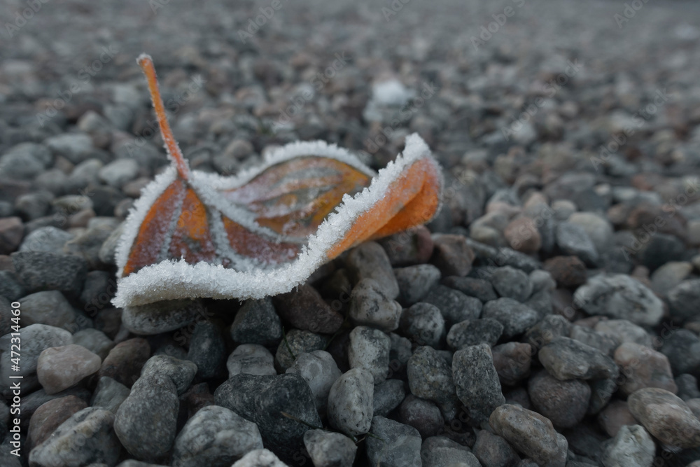 Fototapeta premium frozen leaf with ice crystals
