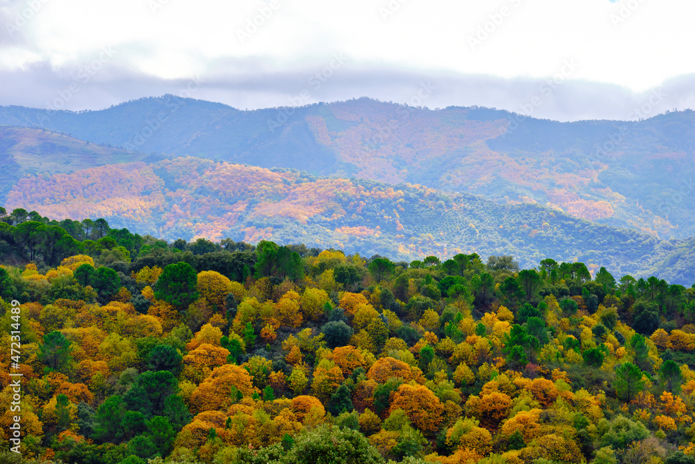 otoño genal