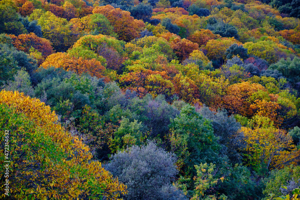 colores del otoño